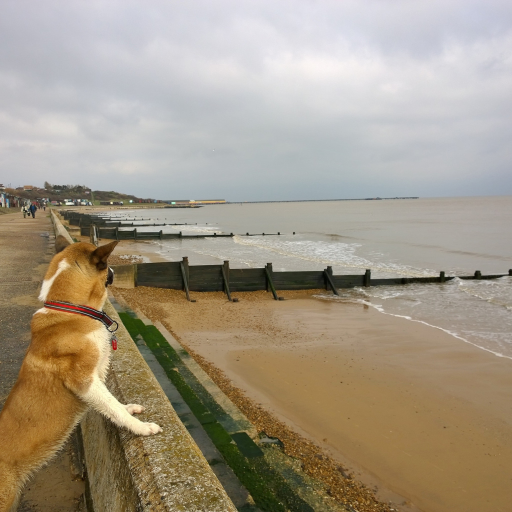 Американская акита на пляже