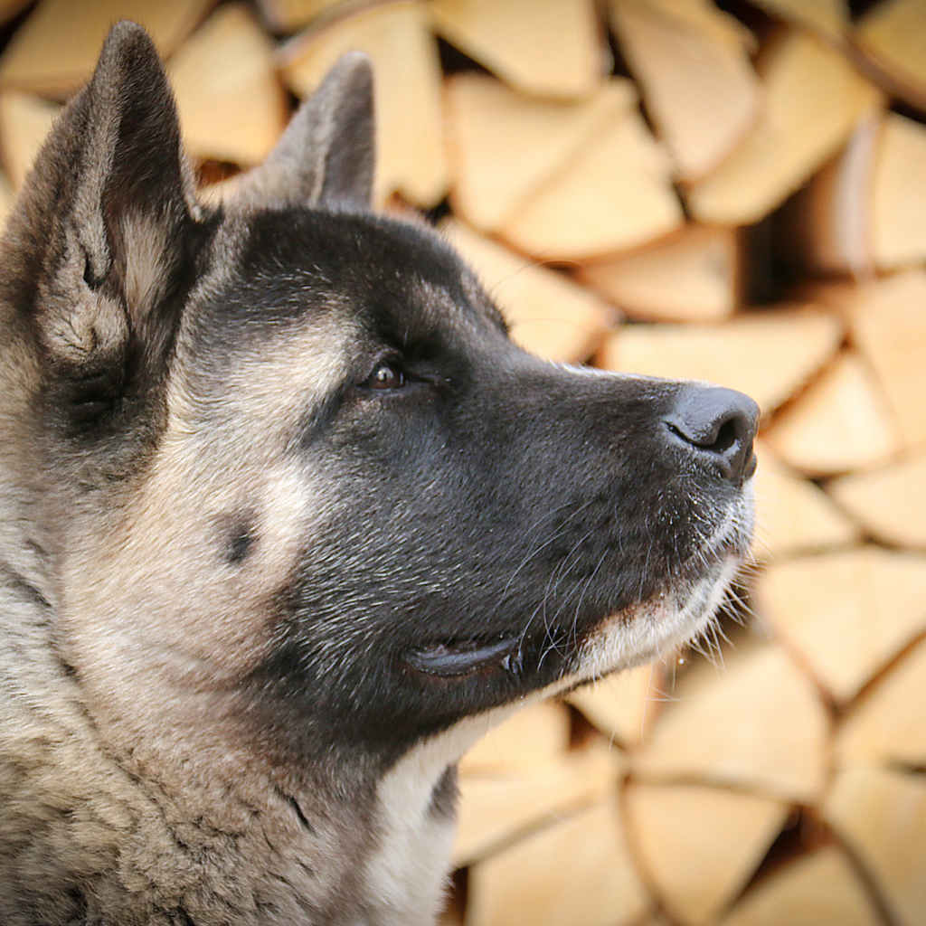 Американская акита на фоне дров