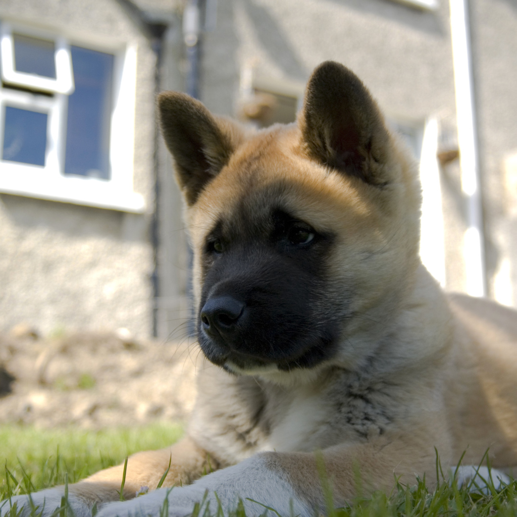 Щенок американской акиты