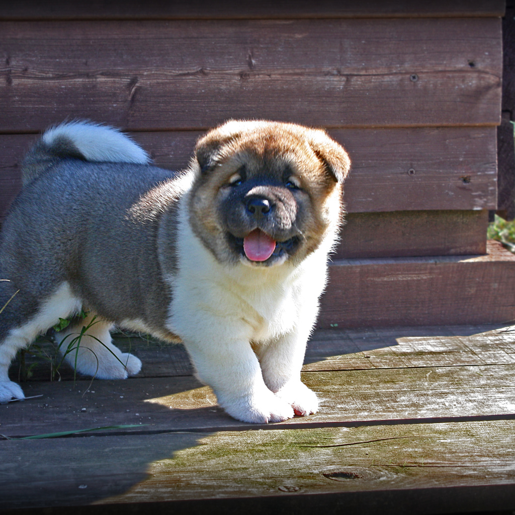 Американская акита показывает язык