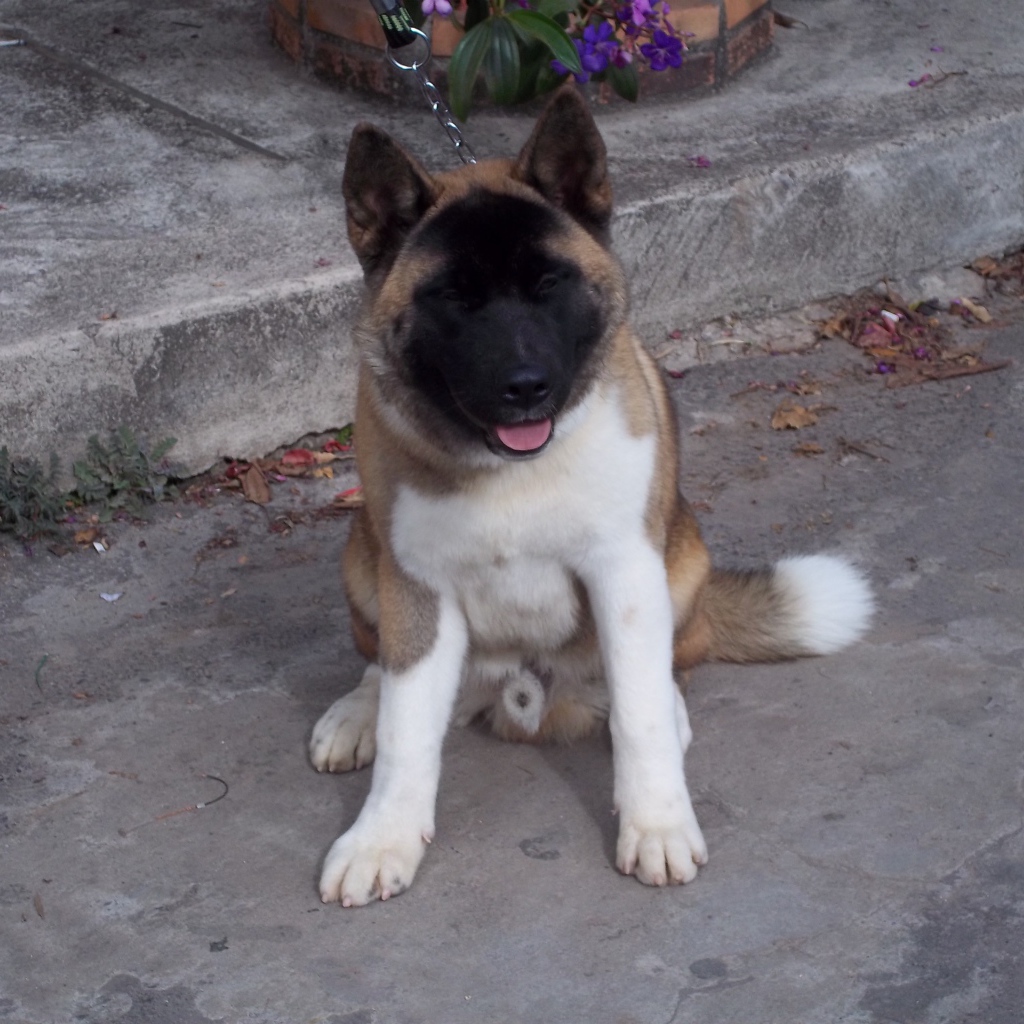 Американская акита сидит на цепи