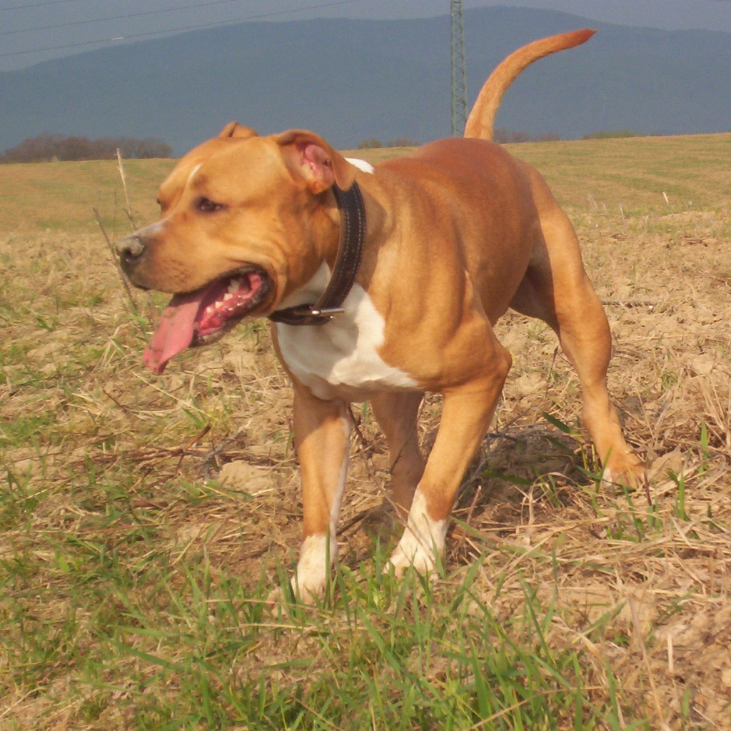 Американский стаффордширский терьер на прогулке