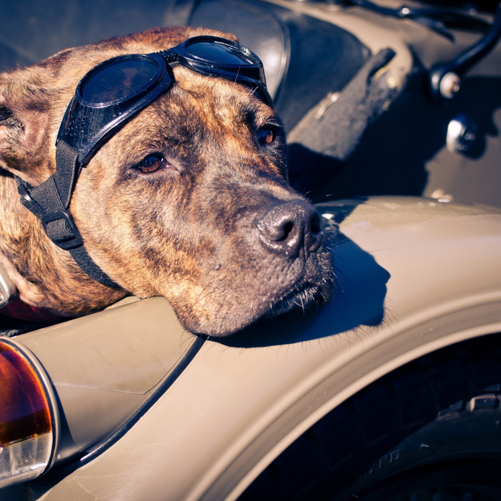 Американский стаффордширский терьер в мотоцикле