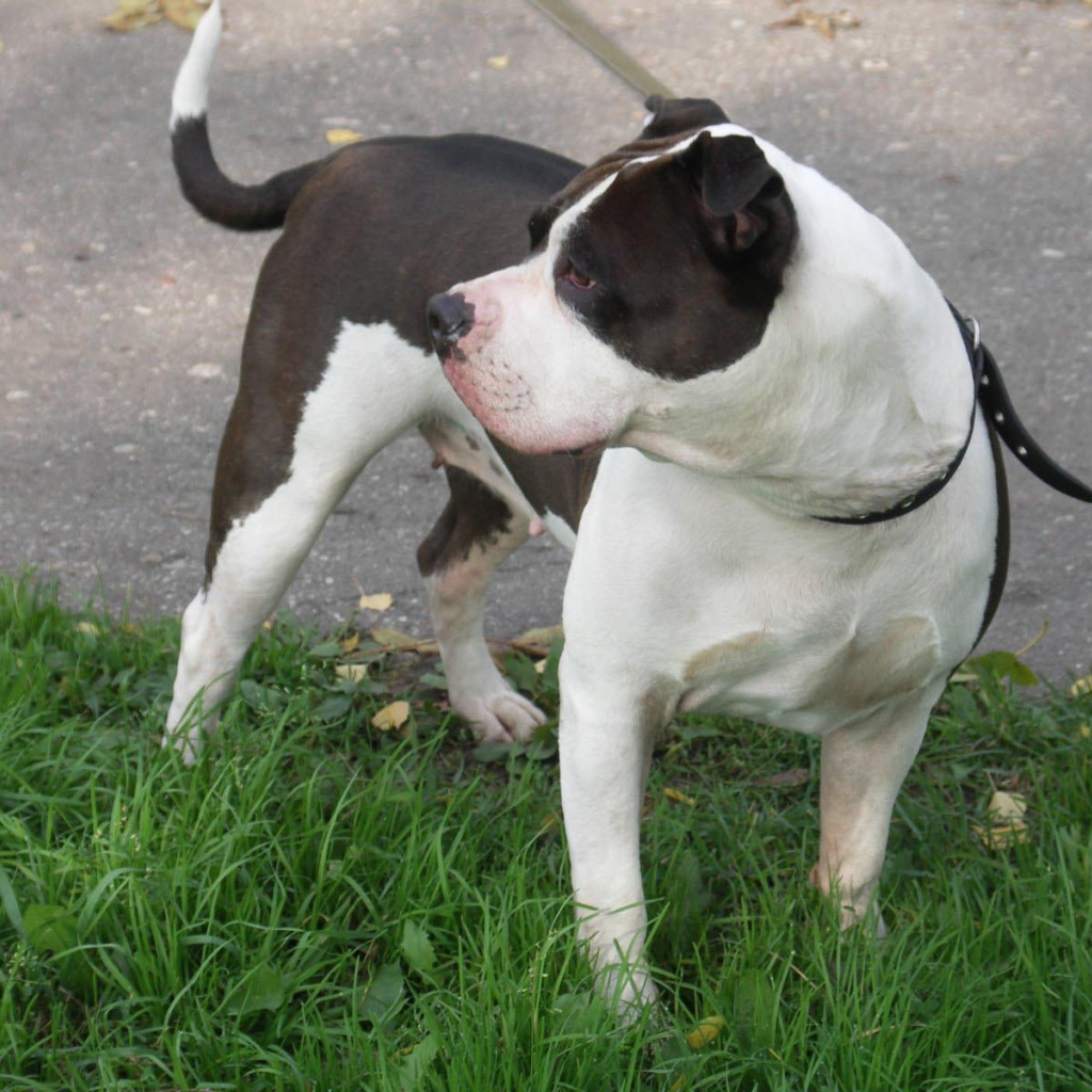 Американский стаффордширский терьер на поводке