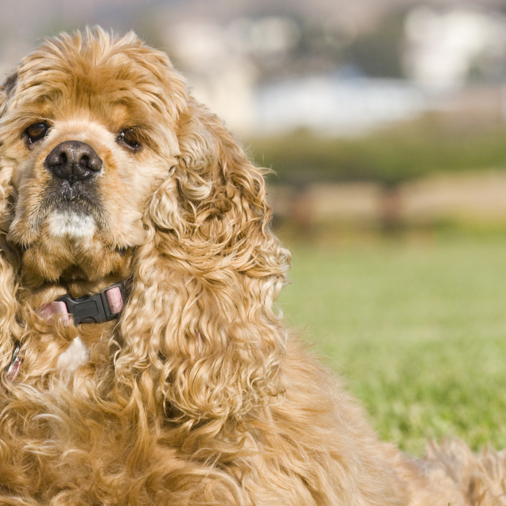 Американский кокер спаниель