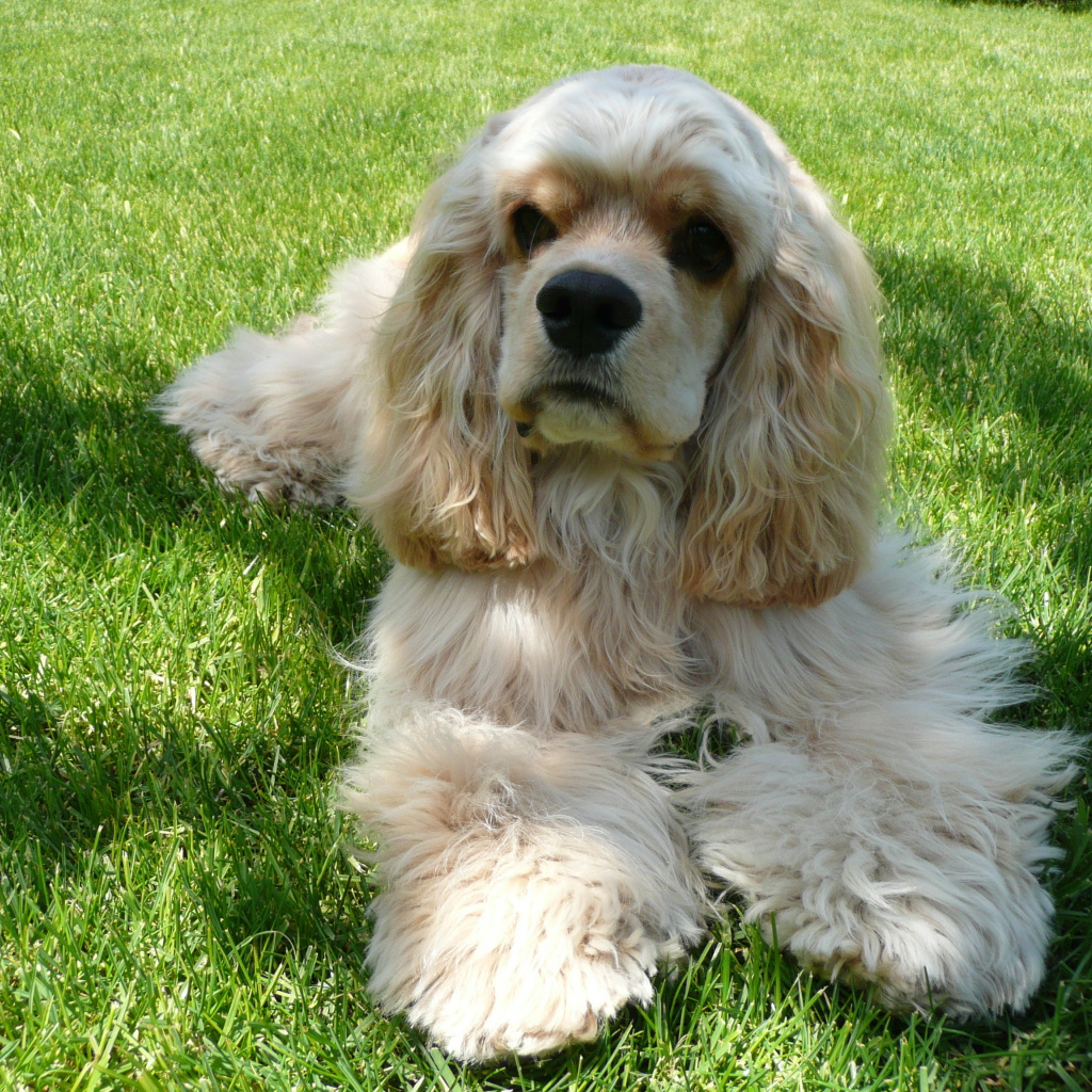 Американский кокер спаниель лежит на траве