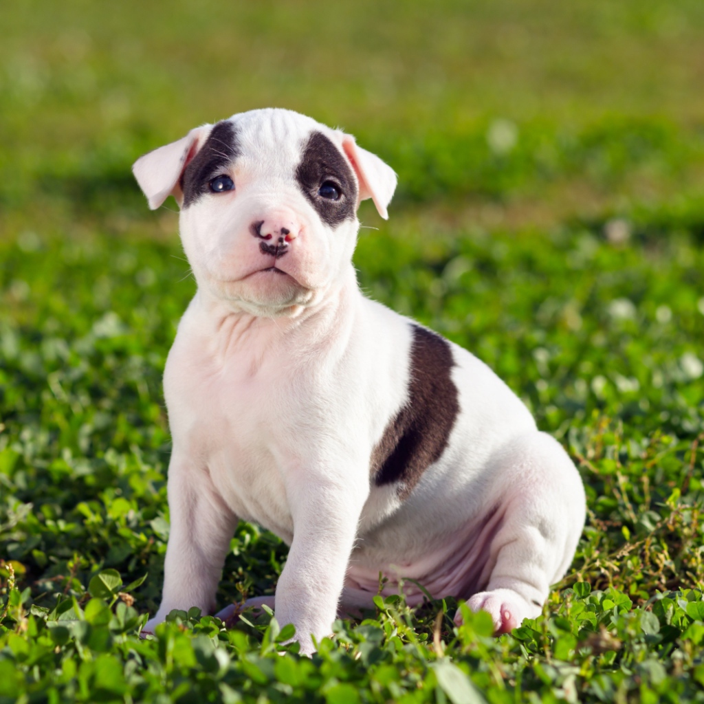 Щенок американского стаффордширского терьера