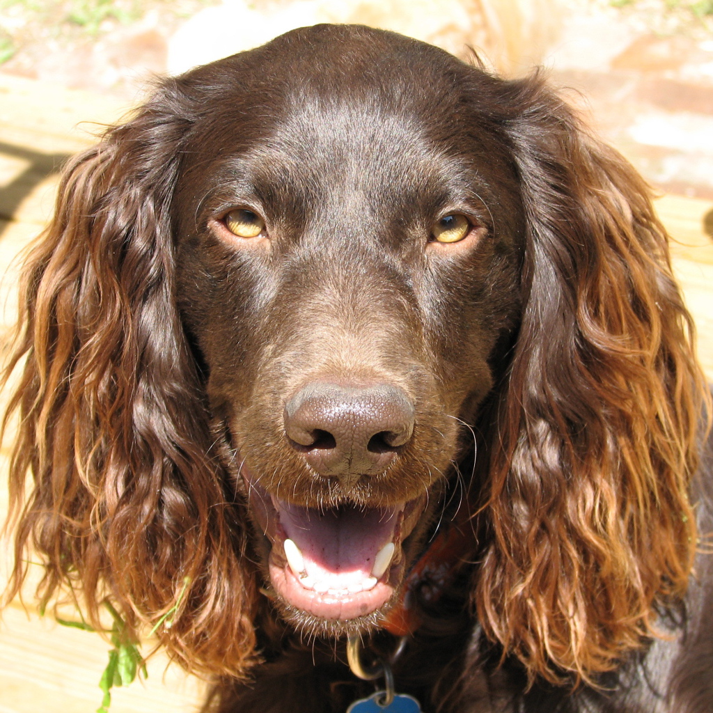 Американский водяной спаниель