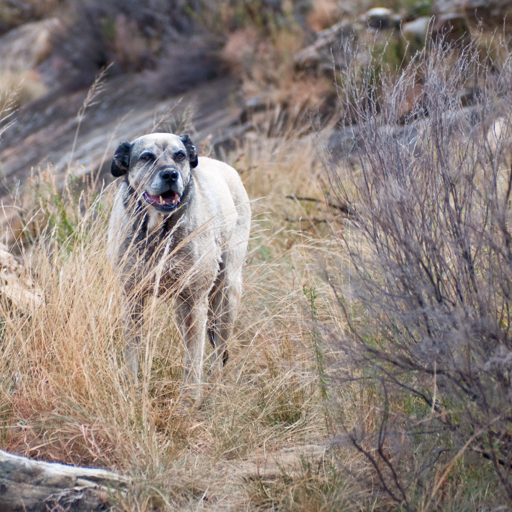 Злой пес чинук