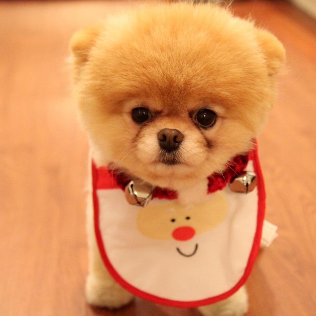 Фартук у померанского шпица