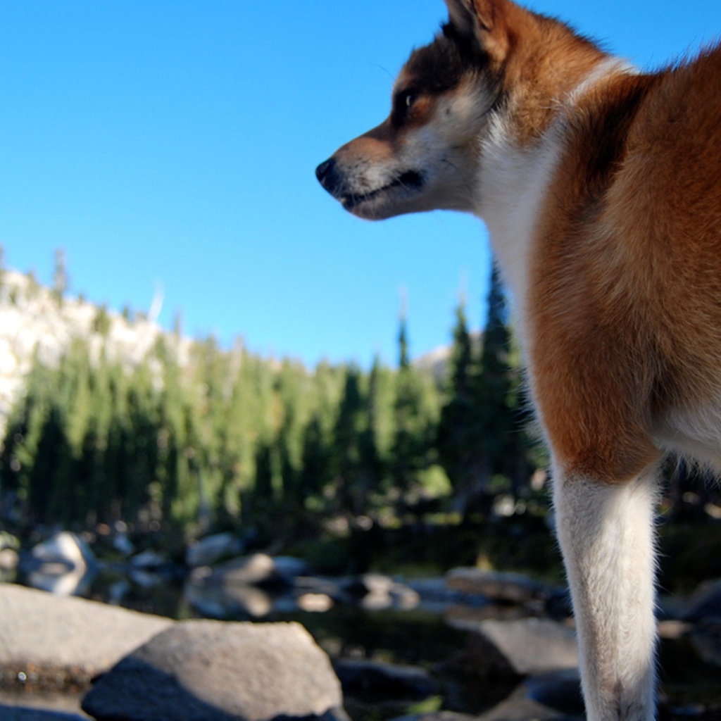 Рыжий норвежский лундехунд