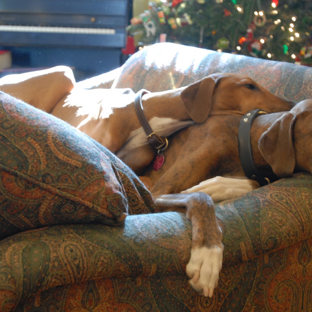 Собаки азавак на диване