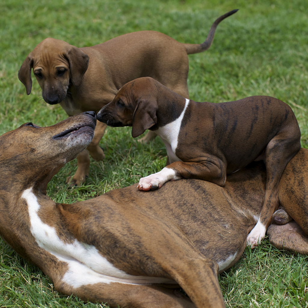 Мама азавак играет с щенками