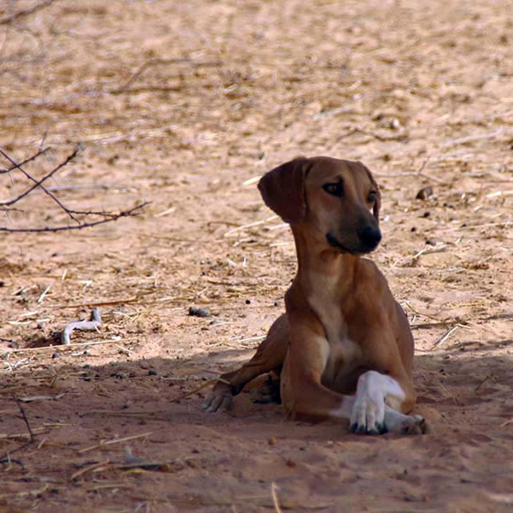 Азавак сидит в тени дерева