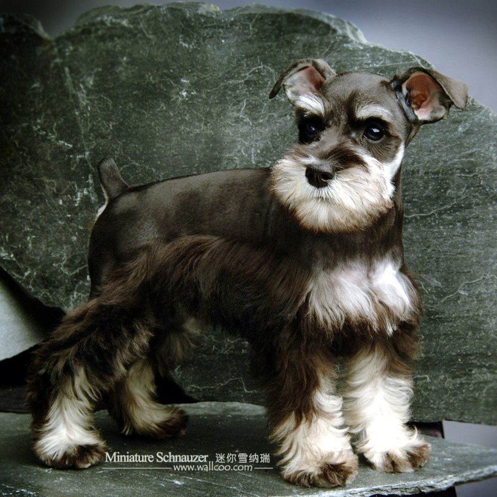 Малыш пес шнауцер