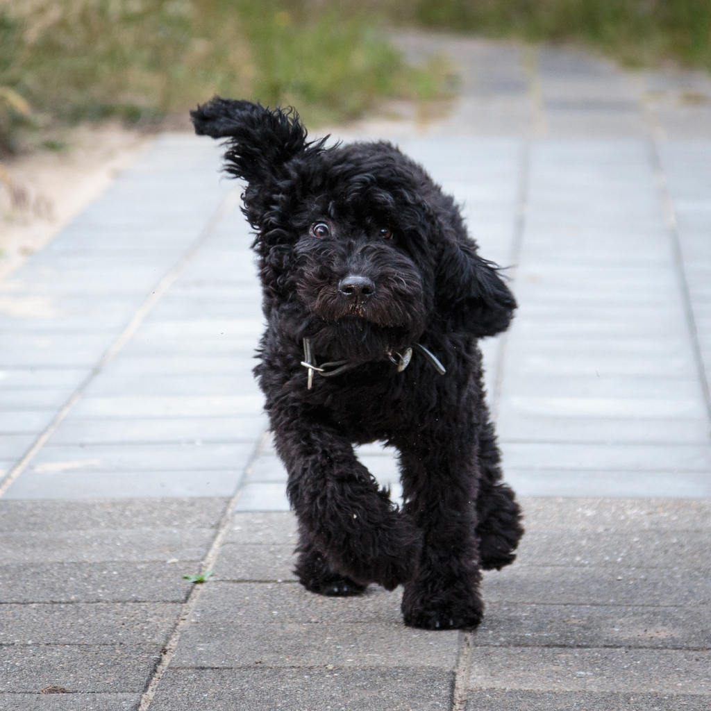 Собака барбет бежит по тротуару
