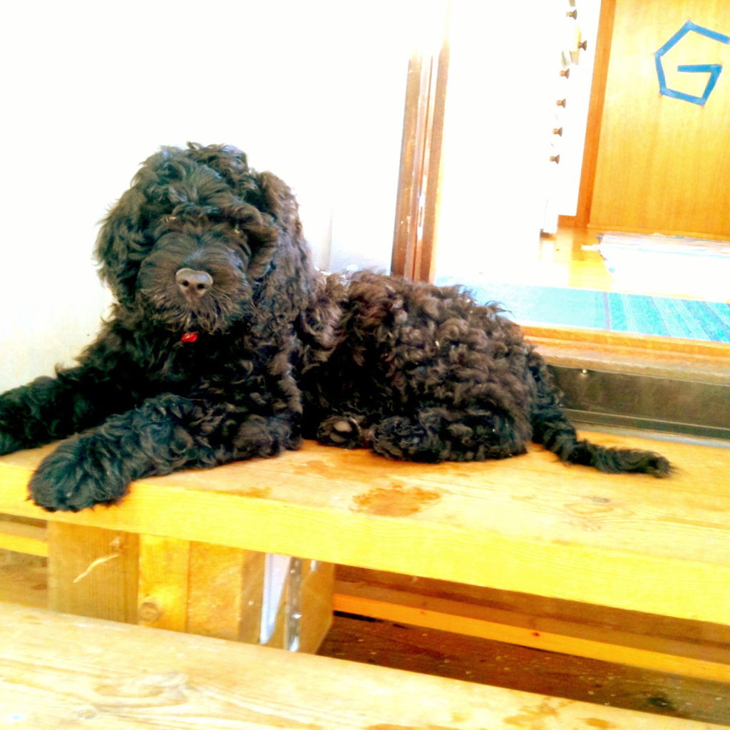 Барбет лежит на пороге