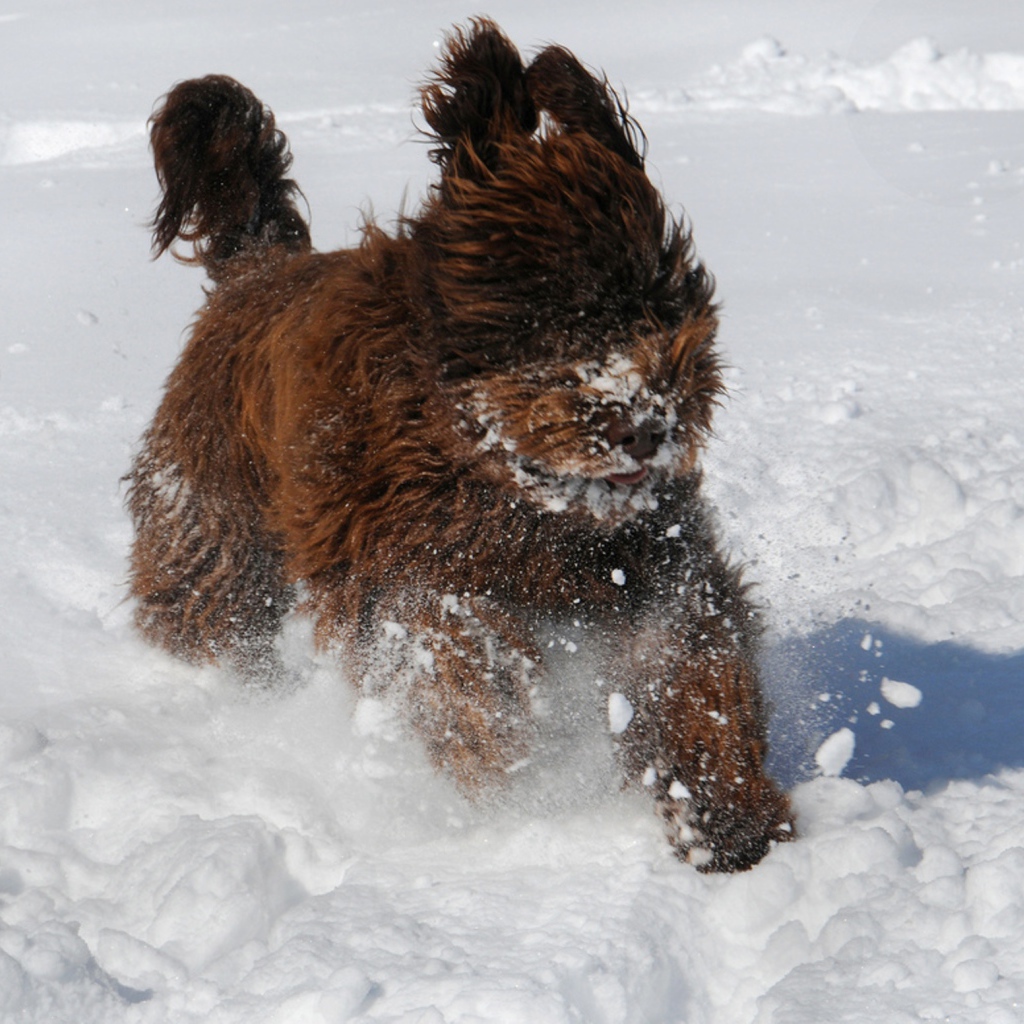 Барбет бежит по снегу