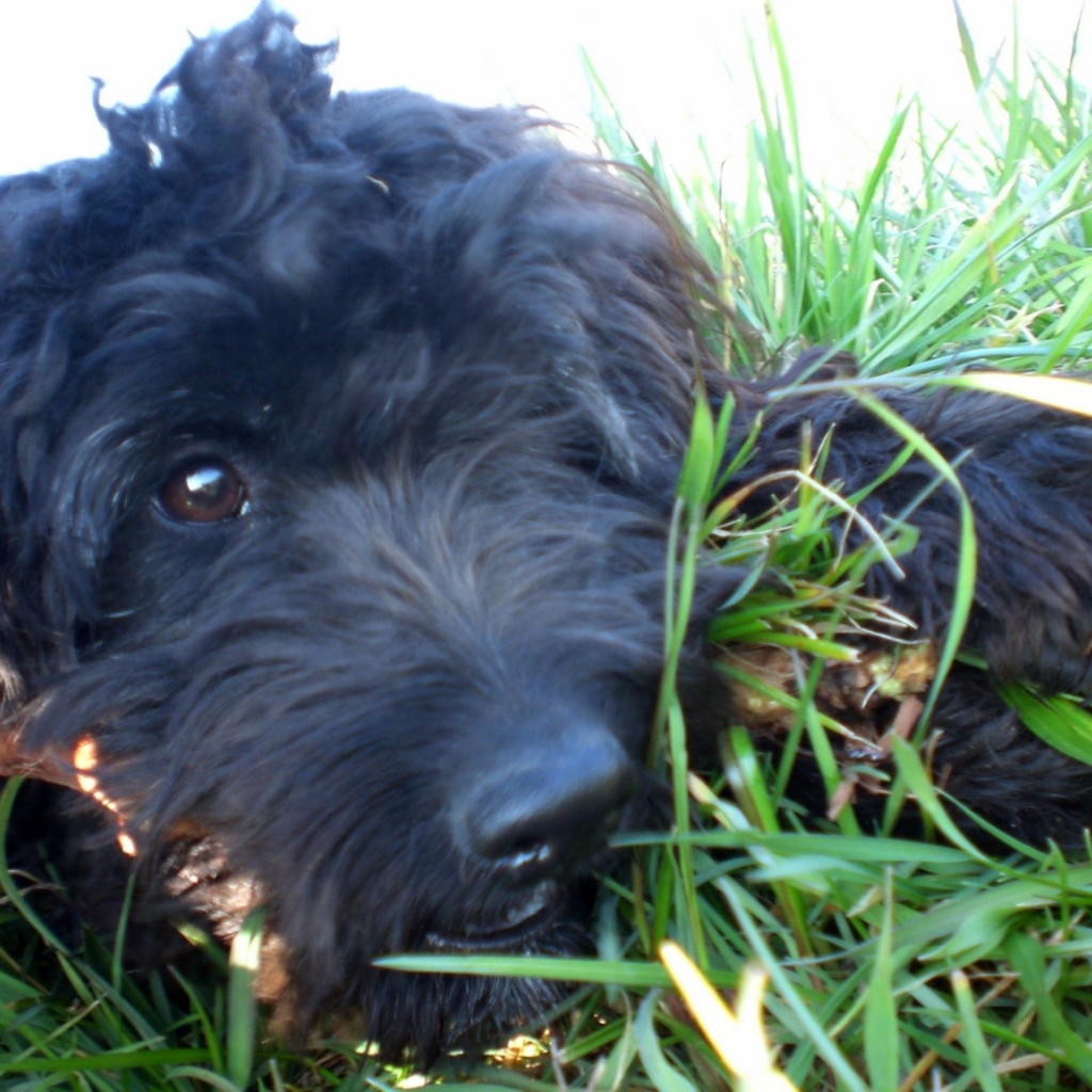 Барбет лежит в траве