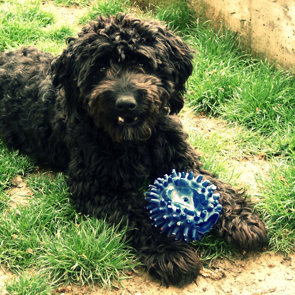 Барбет с игрушкой