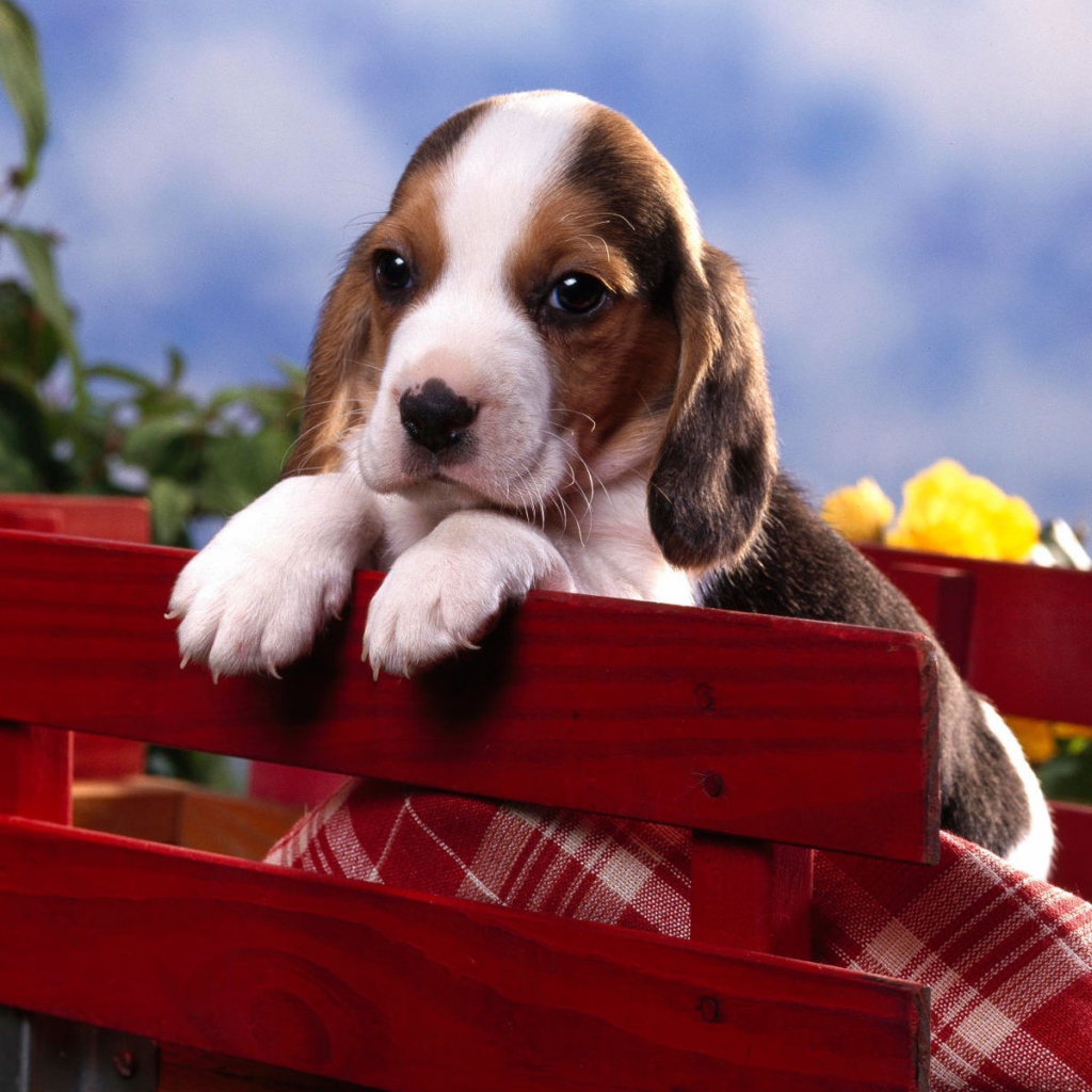 Щенок бигля