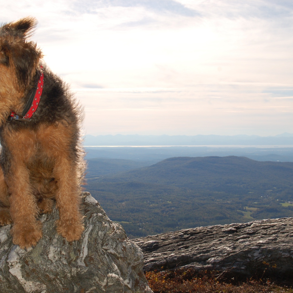 Красивый эрдельтерьер в горах