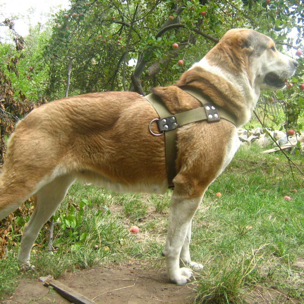 Красивая стойка алабая