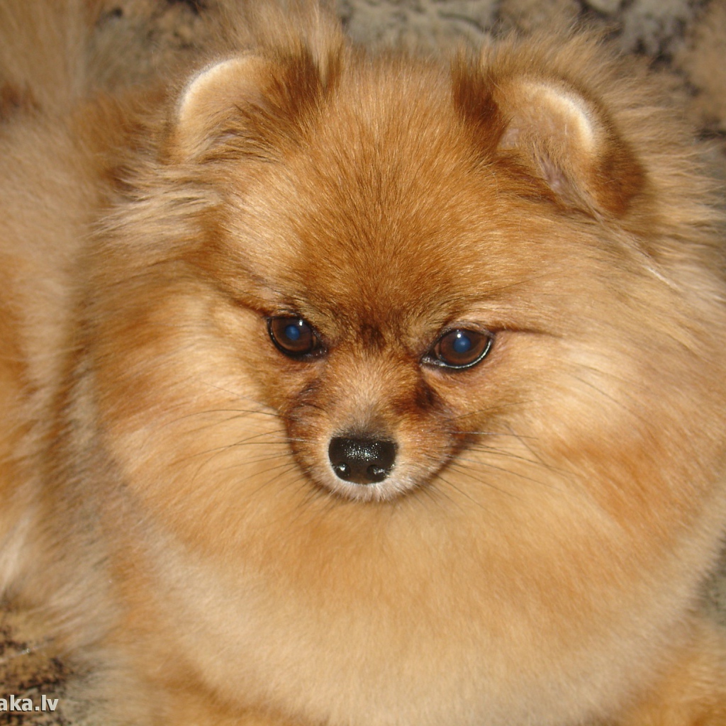 Красивый немецкий шпиц