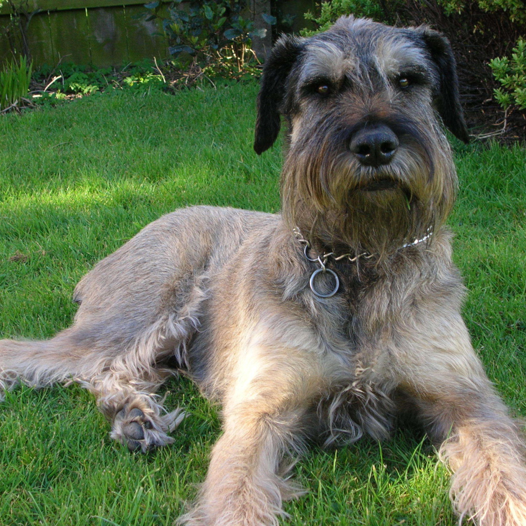 Красивый шнауцер лежит