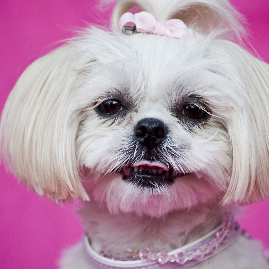 Красивая стрижка шитцу