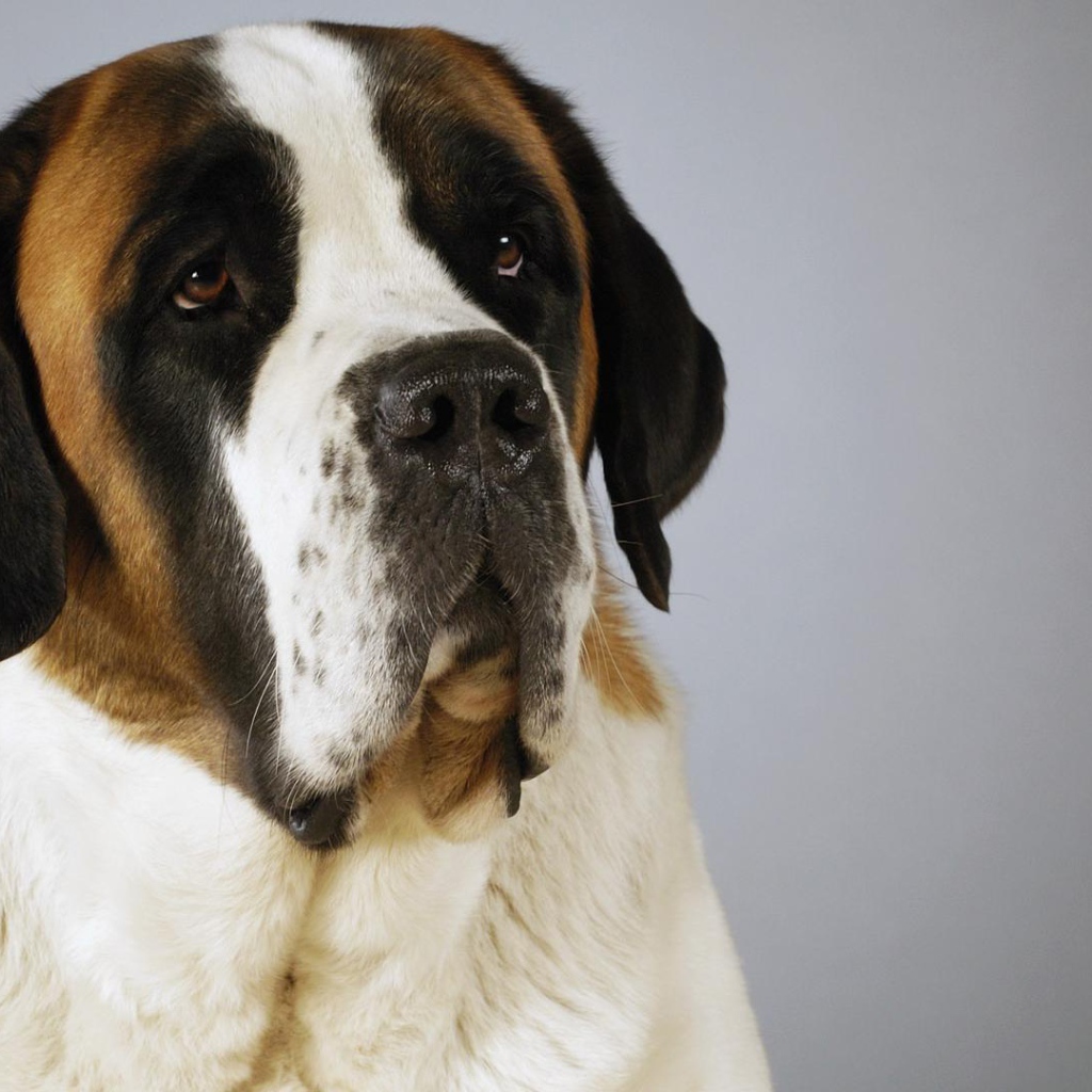 Красивый пес сенбернар