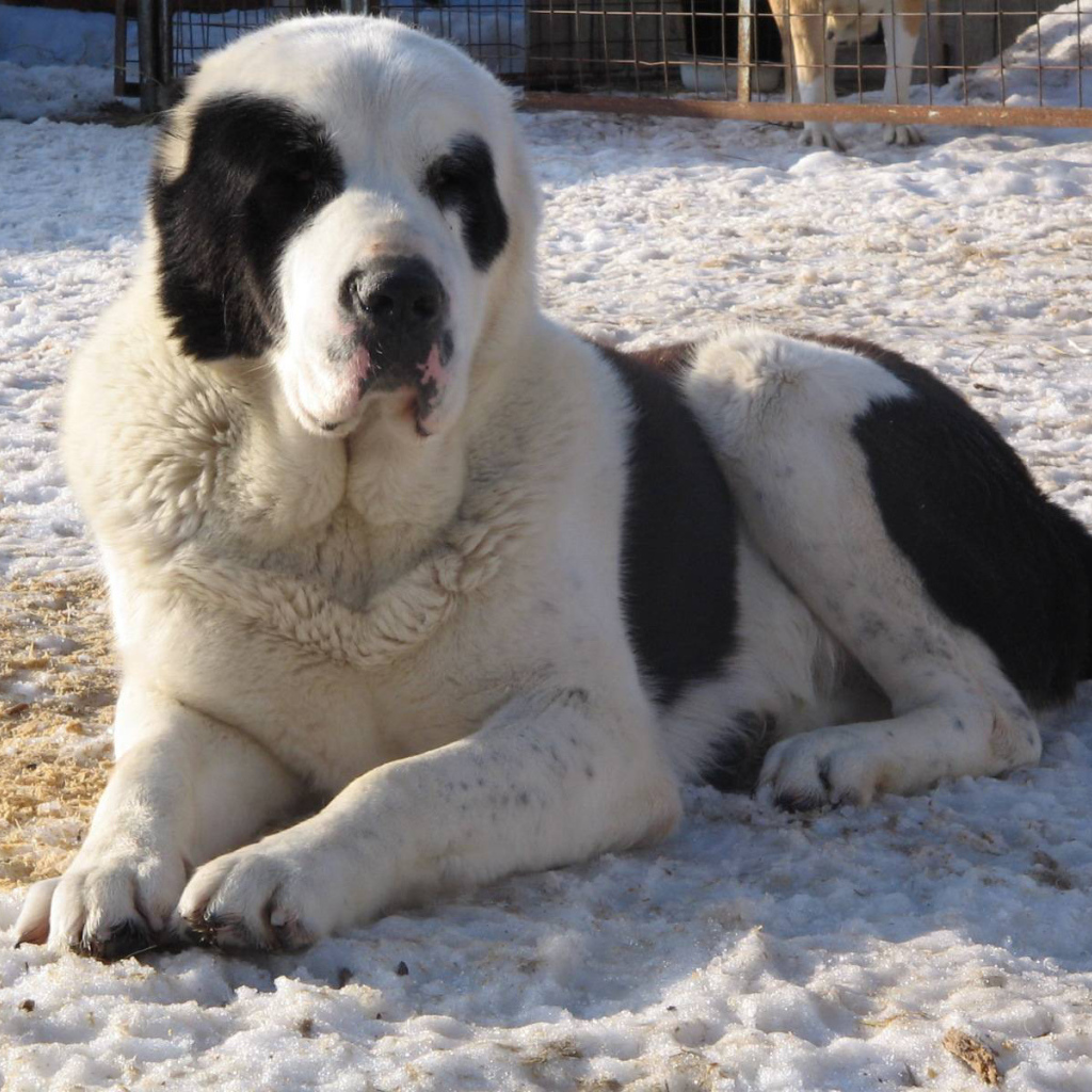 Красивый алабай в вольере