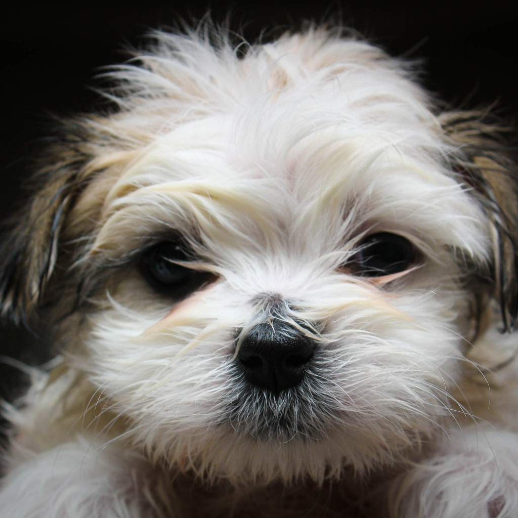 Красивая мордашка шитцу