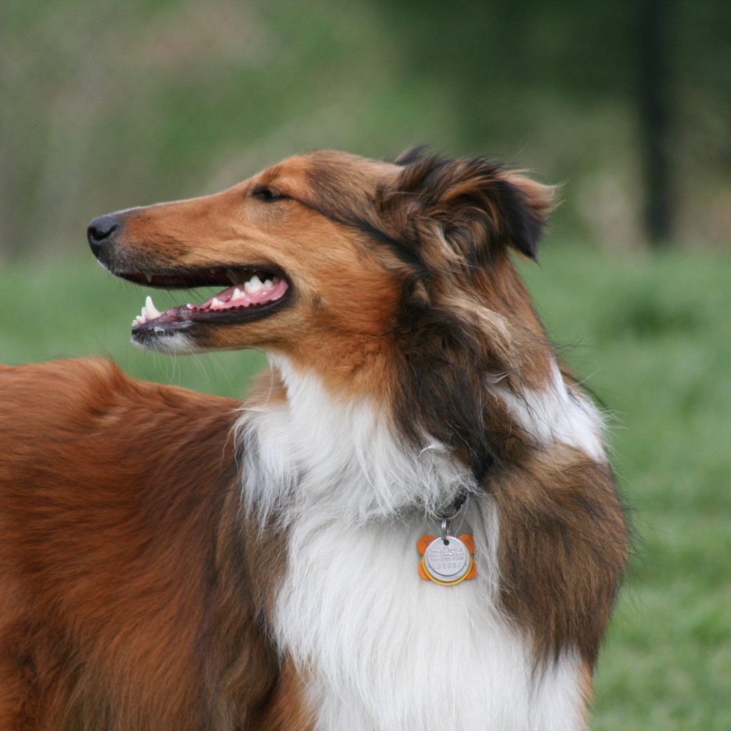 Красивый коричневый колли