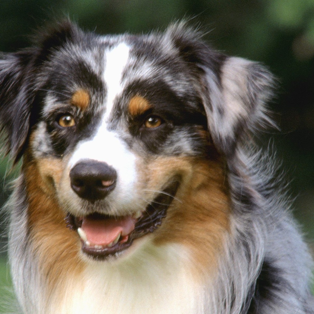 Красивый пес колли