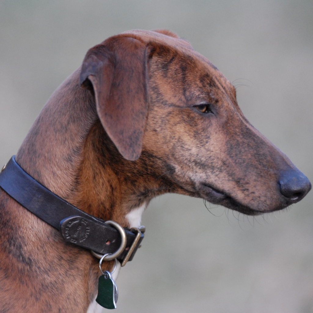 Красивая собака азавак