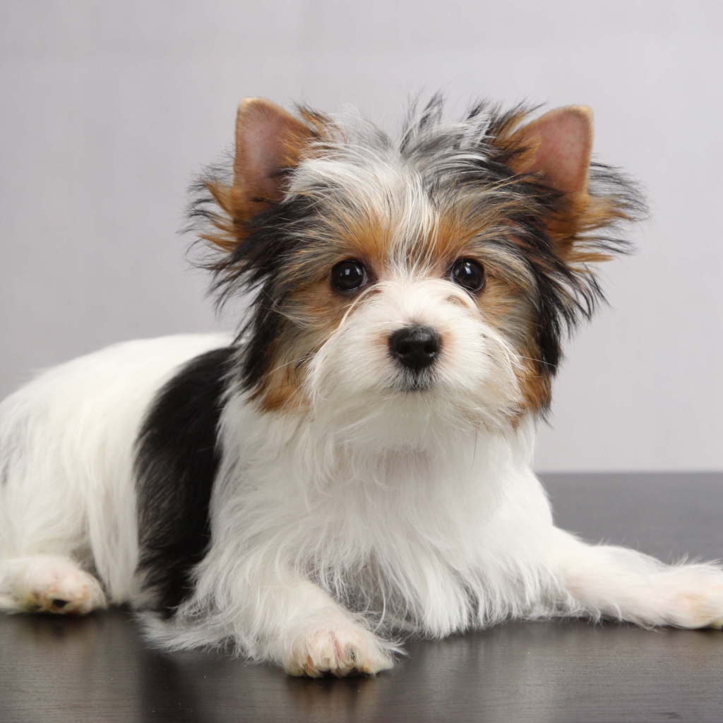 Красивая собачка бивер йорк