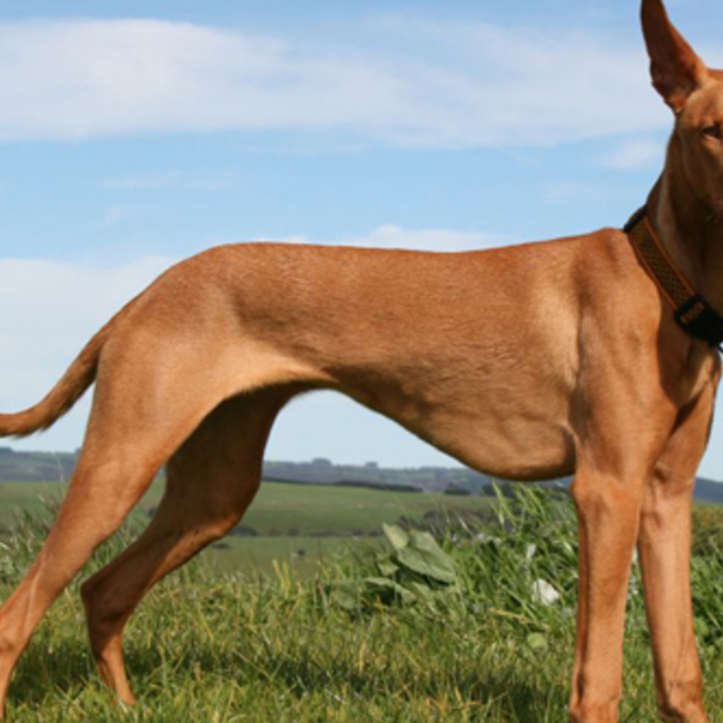 Красивый пес Фараонова собака