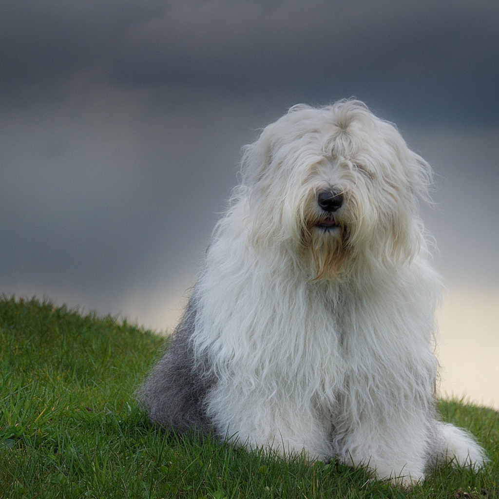 Красивый пес породы бобтейл