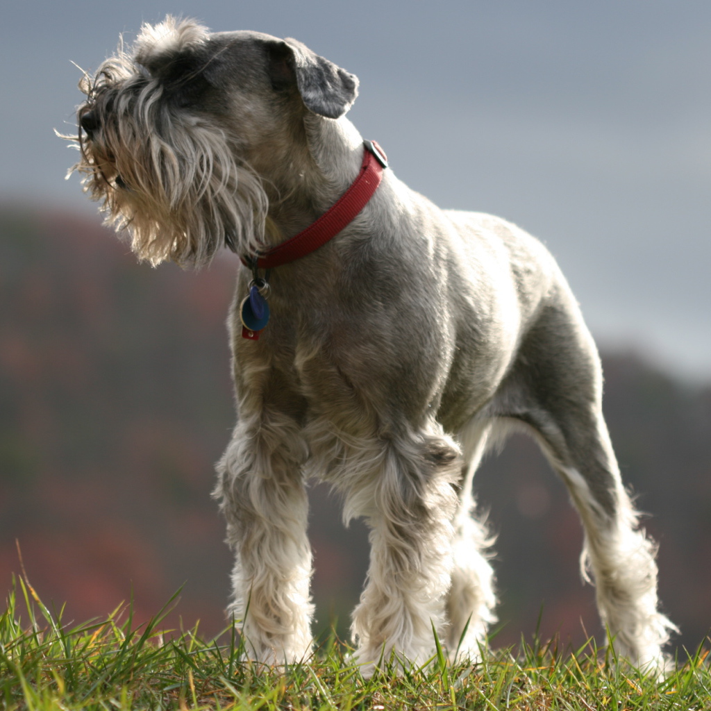 Красивый пес шнауцер