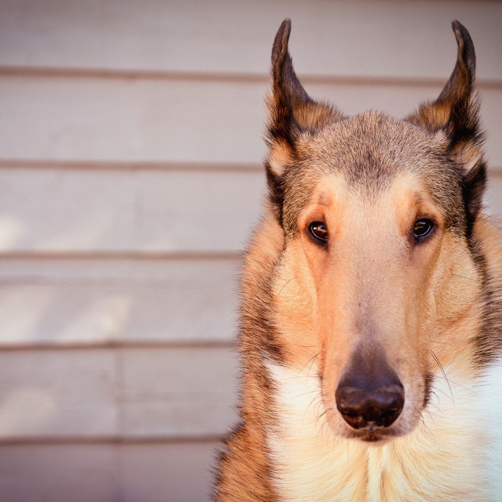 Красивые ушки у колли