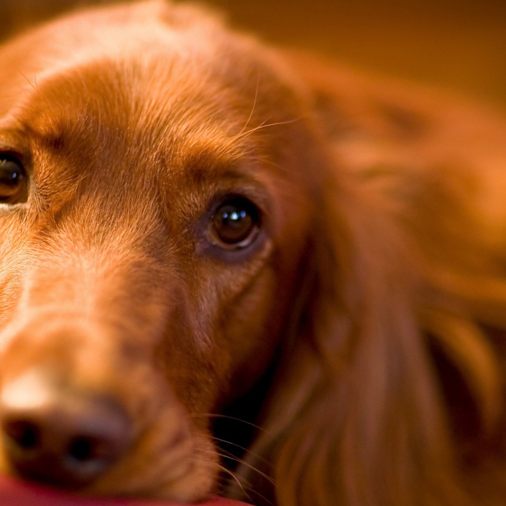 Красивые глаза спаниеля