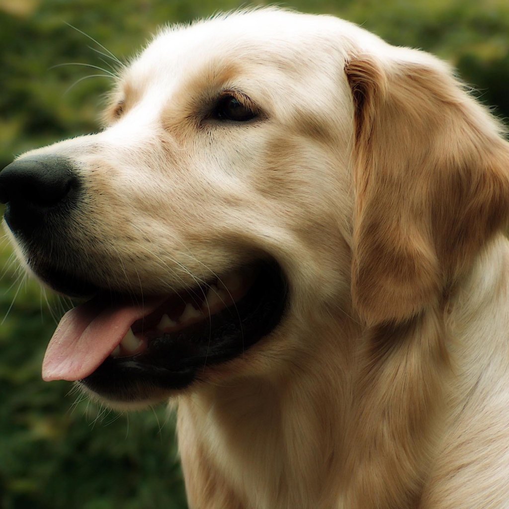 Красивый золотой ретривер