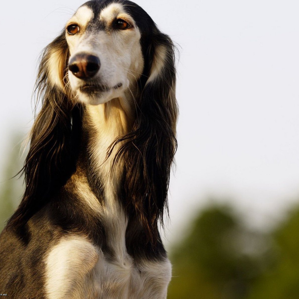 Красивая борзая собака