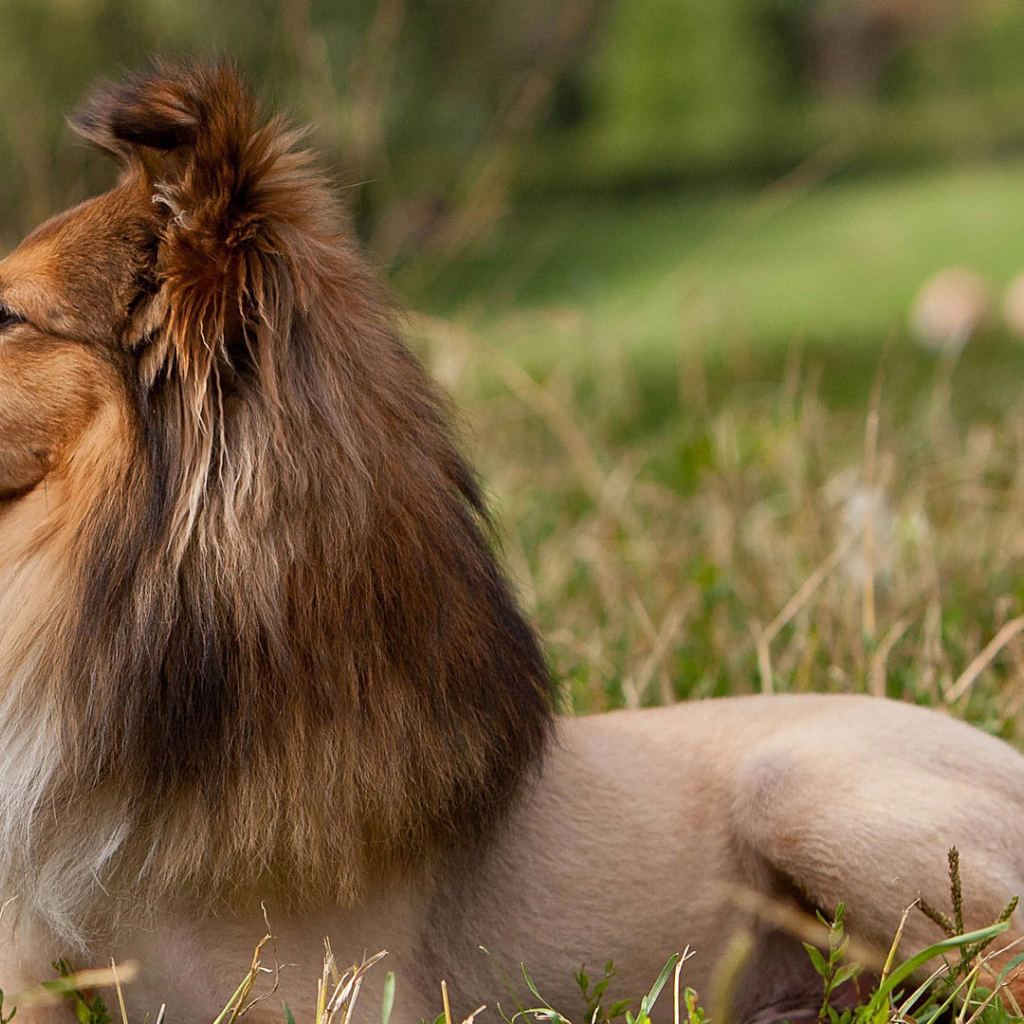 Beautiful hairstyle at Collie