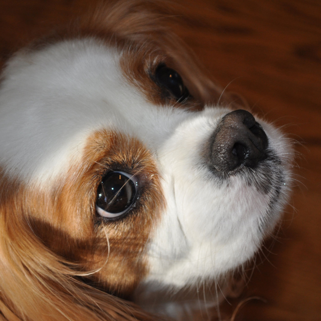 Красивая мордочка пекинеса