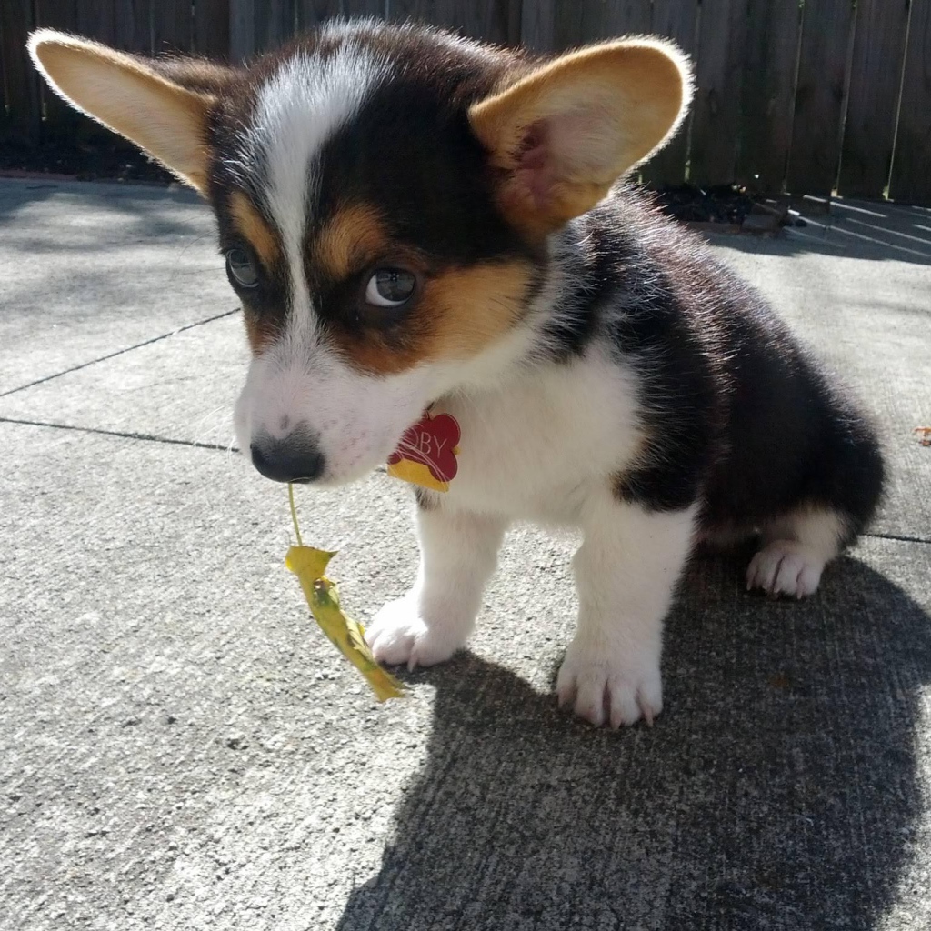 Красивый щенок вельш-корги