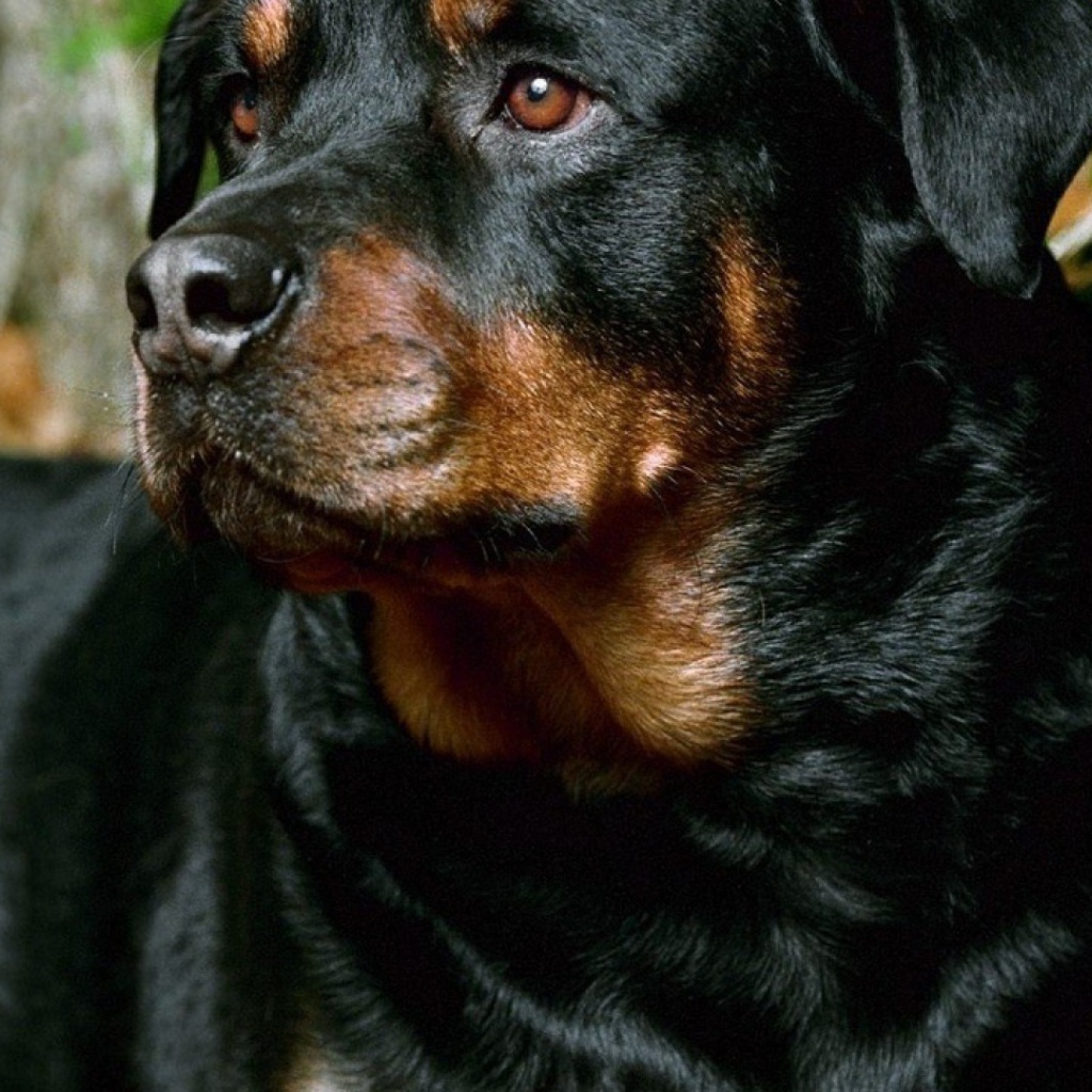 Красивый грустный ротвейлер