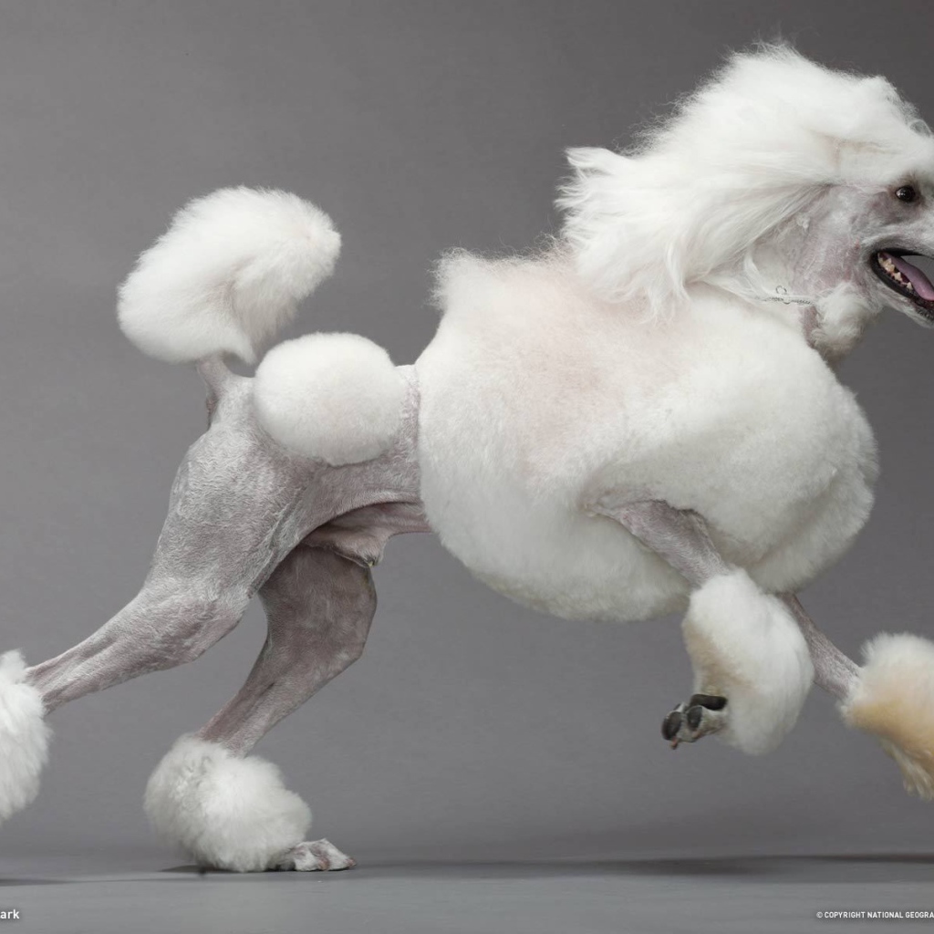 Красиво подстриженный пудель