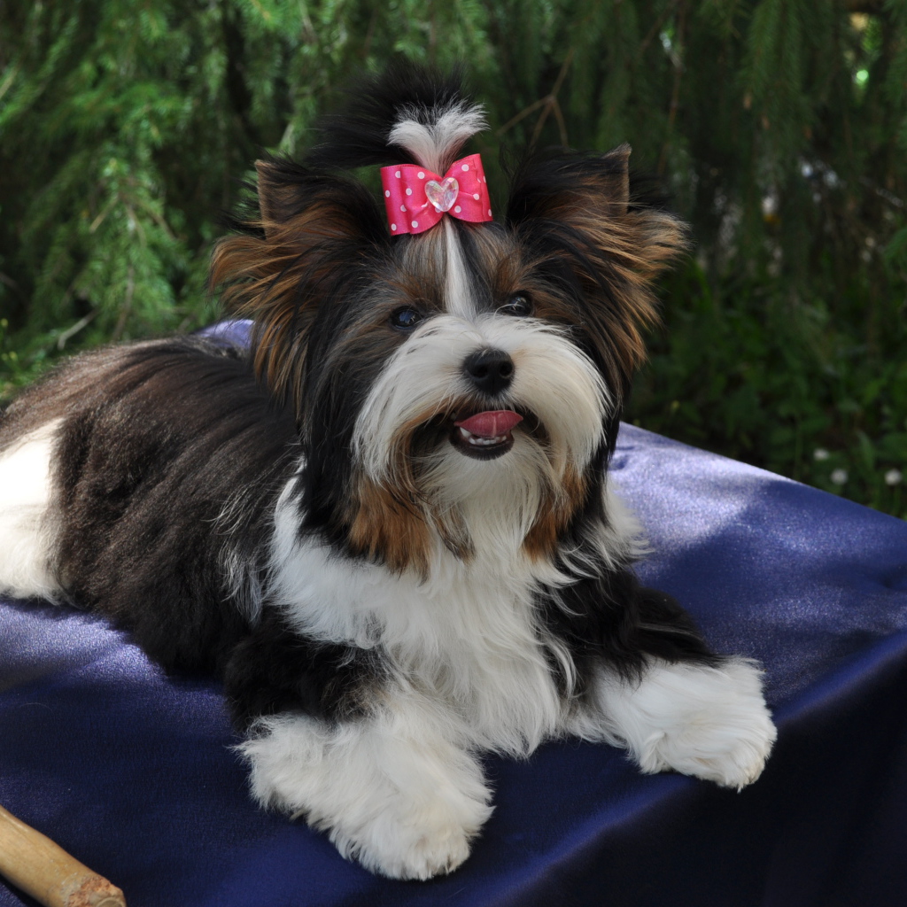 Бивер йорк модница